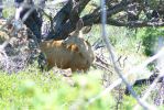 PICTURES/Capulin Volcano National Monument - New Mexico/t_Deer5.JPG